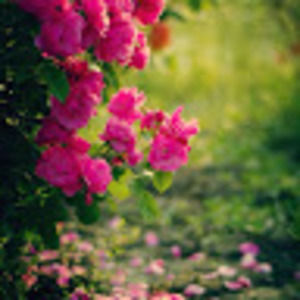 Meet your Posher, Evnika